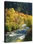 Maples and Birches Along Blacksmith Fork River, Wasatch-Cache National Forest, Utah, USA-Scott T. Smith-Stretched Canvas