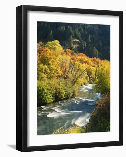 Maples and Birches Along Blacksmith Fork River, Wasatch-Cache National Forest, Utah, USA-Scott T. Smith-Framed Photographic Print