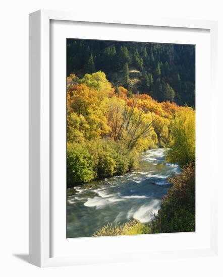 Maples and Birches Along Blacksmith Fork River, Wasatch-Cache National Forest, Utah, USA-Scott T. Smith-Framed Photographic Print