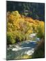 Maples and Birches Along Blacksmith Fork River, Wasatch-Cache National Forest, Utah, USA-Scott T. Smith-Mounted Photographic Print