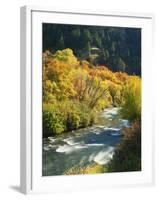 Maples and Birches Along Blacksmith Fork River, Wasatch-Cache National Forest, Utah, USA-Scott T. Smith-Framed Photographic Print