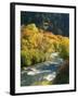 Maples and Birches Along Blacksmith Fork River, Wasatch-Cache National Forest, Utah, USA-Scott T. Smith-Framed Photographic Print