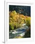 Maples and Birches Along Blacksmith Fork River, Wasatch-Cache National Forest, Utah, USA-Scott T. Smith-Framed Photographic Print