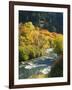 Maples and Birches Along Blacksmith Fork River, Wasatch-Cache National Forest, Utah, USA-Scott T. Smith-Framed Photographic Print