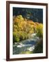 Maples and Birches Along Blacksmith Fork River, Wasatch-Cache National Forest, Utah, USA-Scott T. Smith-Framed Photographic Print