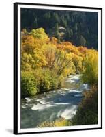 Maples and Birches Along Blacksmith Fork River, Wasatch-Cache National Forest, Utah, USA-Scott T. Smith-Framed Photographic Print