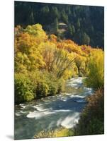 Maples and Birches Along Blacksmith Fork River, Wasatch-Cache National Forest, Utah, USA-Scott T. Smith-Mounted Photographic Print