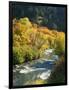 Maples and Birches Along Blacksmith Fork River, Wasatch-Cache National Forest, Utah, USA-Scott T. Smith-Framed Photographic Print