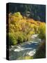 Maples and Birches Along Blacksmith Fork River, Wasatch-Cache National Forest, Utah, USA-Scott T. Smith-Stretched Canvas