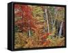 Maples and Birches in Autumn-James Randklev-Framed Stretched Canvas