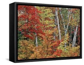 Maples and Birches in Autumn-James Randklev-Framed Stretched Canvas