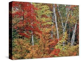 Maples and Birches in Autumn-James Randklev-Stretched Canvas