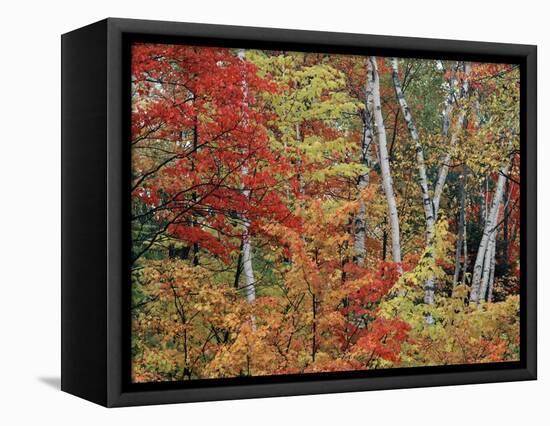 Maples and Birches in Autumn-James Randklev-Framed Stretched Canvas