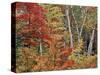 Maples and Birches in Autumn-James Randklev-Stretched Canvas