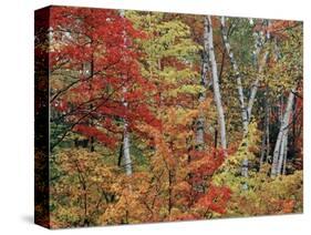 Maples and Birches in Autumn-James Randklev-Stretched Canvas