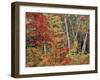 Maples and Birches in Autumn-James Randklev-Framed Photographic Print