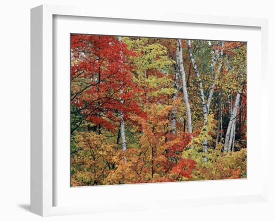 Maples and Birches in Autumn-James Randklev-Framed Photographic Print