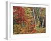 Maples and Birches in Autumn-James Randklev-Framed Photographic Print