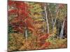 Maples and Birches in Autumn-James Randklev-Mounted Photographic Print