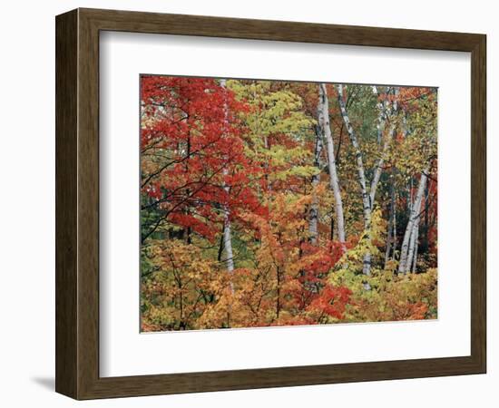 Maples and Birches in Autumn-James Randklev-Framed Photographic Print