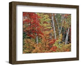 Maples and Birches in Autumn-James Randklev-Framed Photographic Print