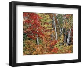 Maples and Birches in Autumn-James Randklev-Framed Photographic Print