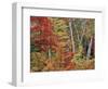 Maples and Birches in Autumn-James Randklev-Framed Photographic Print