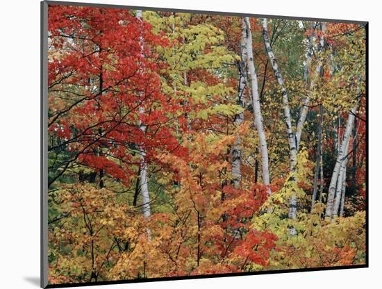 Maples and Birches in Autumn-James Randklev-Mounted Photographic Print