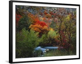 Maples and Willows in Autumn, Blacksmith Fork Canyon, Bear River Range, National Forest, Utah-Scott T^ Smith-Framed Photographic Print