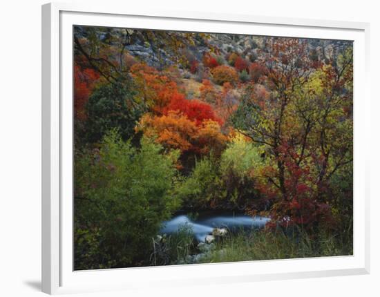 Maples and Willows in Autumn, Blacksmith Fork Canyon, Bear River Range, National Forest, Utah-Scott T^ Smith-Framed Photographic Print