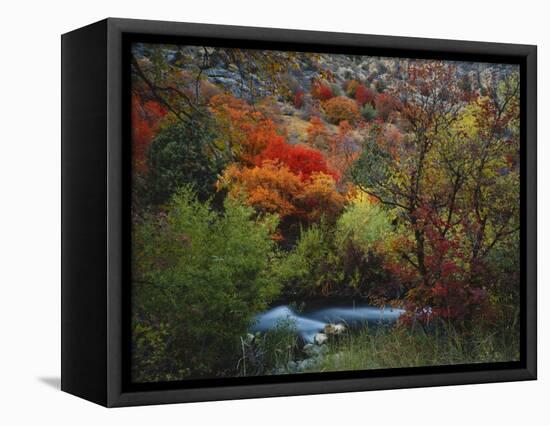 Maples and Willows in Autumn, Blacksmith Fork Canyon, Bear River Range, National Forest, Utah-Scott T^ Smith-Framed Stretched Canvas