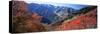 Maples on Slopes above Logan Canyon, Bear River Range, Wasatch-Cache National Forest, Utah, USA-Scott T^ Smith-Stretched Canvas