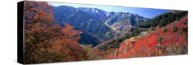 Maples on Slopes above Logan Canyon, Bear River Range, Wasatch-Cache National Forest, Utah, USA-Scott T^ Smith-Stretched Canvas