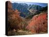 Maples on Slopes above Logan Canyon, Bear River Range, Wasatch-Cache National Forest, Utah, USA-Scott T^ Smith-Stretched Canvas