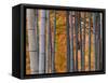 Maples Trees and Bamboo, Arashiyama, Kyoto, Japan-Gavin Hellier-Framed Stretched Canvas