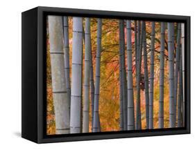 Maples Trees and Bamboo, Arashiyama, Kyoto, Japan-Gavin Hellier-Framed Stretched Canvas