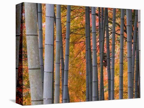 Maples Trees and Bamboo, Arashiyama, Kyoto, Japan-Gavin Hellier-Stretched Canvas