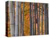 Maples Trees and Bamboo, Arashiyama, Kyoto, Japan-Gavin Hellier-Stretched Canvas