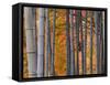 Maples Trees and Bamboo, Arashiyama, Kyoto, Japan-Gavin Hellier-Framed Stretched Canvas