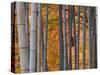 Maples Trees and Bamboo, Arashiyama, Kyoto, Japan-Gavin Hellier-Stretched Canvas