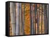 Maples Trees and Bamboo, Arashiyama, Kyoto, Japan-Gavin Hellier-Framed Stretched Canvas