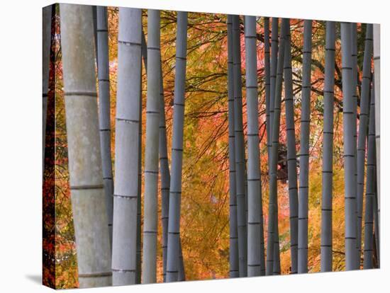 Maples Trees and Bamboo, Arashiyama, Kyoto, Japan-Gavin Hellier-Stretched Canvas