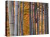 Maples Trees and Bamboo, Arashiyama, Kyoto, Japan-Gavin Hellier-Stretched Canvas