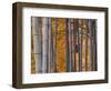 Maples Trees and Bamboo, Arashiyama, Kyoto, Japan-Gavin Hellier-Framed Photographic Print