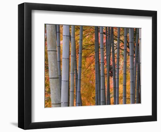 Maples Trees and Bamboo, Arashiyama, Kyoto, Japan-Gavin Hellier-Framed Photographic Print