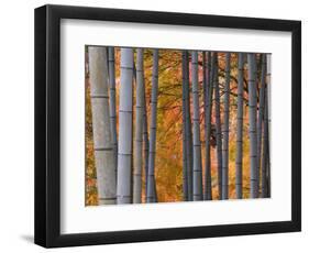 Maples Trees and Bamboo, Arashiyama, Kyoto, Japan-Gavin Hellier-Framed Photographic Print