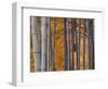 Maples Trees and Bamboo, Arashiyama, Kyoto, Japan-Gavin Hellier-Framed Photographic Print