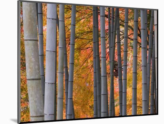 Maples Trees and Bamboo, Arashiyama, Kyoto, Japan-Gavin Hellier-Mounted Photographic Print