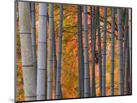 Maples Trees and Bamboo, Arashiyama, Kyoto, Japan-Gavin Hellier-Mounted Photographic Print