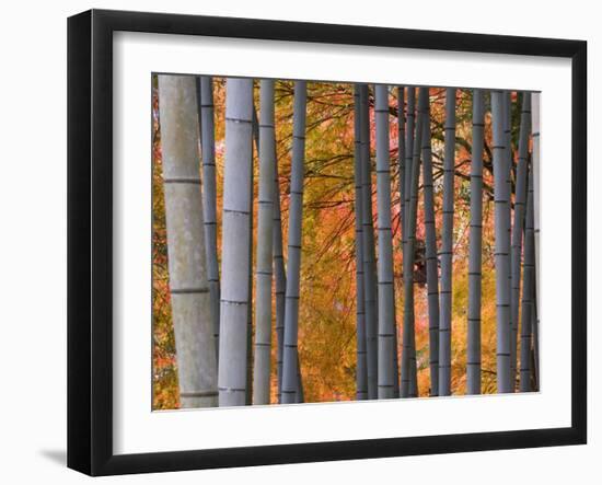 Maples Trees and Bamboo, Arashiyama, Kyoto, Japan-Gavin Hellier-Framed Photographic Print